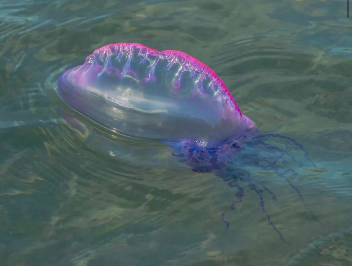 Фото с сайта: https://avatars.mds.yandex.net