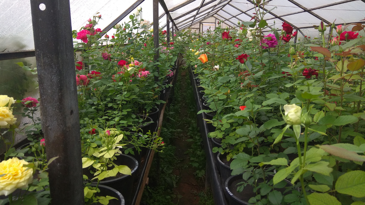 Как было классно, если бы почвопокровные розы могли бороться с сорняком