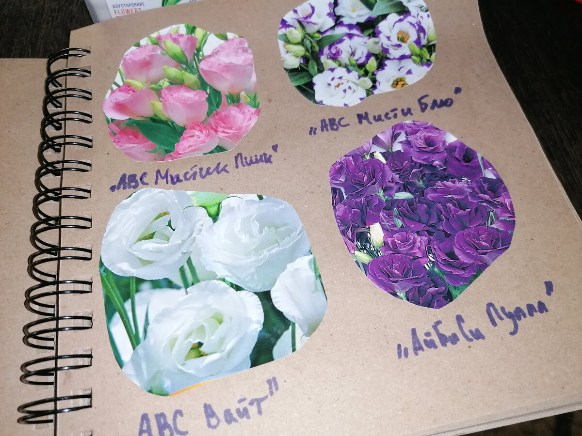 Эустомы, которые я посадил в этом году