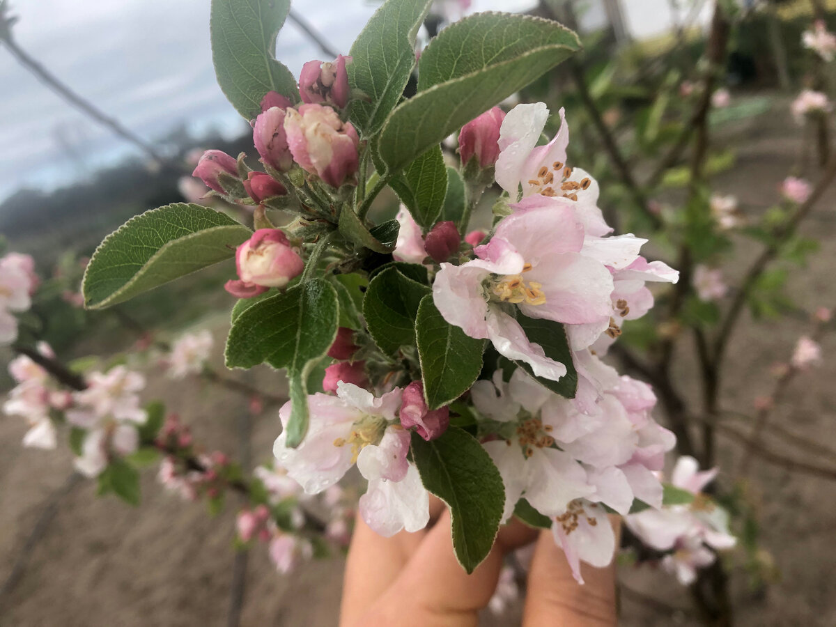 Цветущая ветка яблони