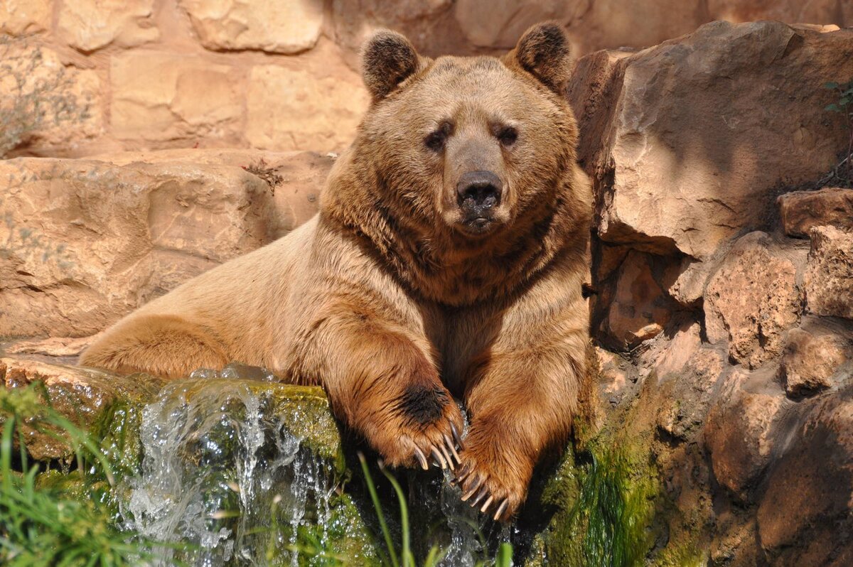 Окрас медведей. Тянь-шаньский бурый медведь. Бурый медведь (Ursus arctos). Гризли североамериканский бурый медведь. Бурый медведь – Ursus arctos l..