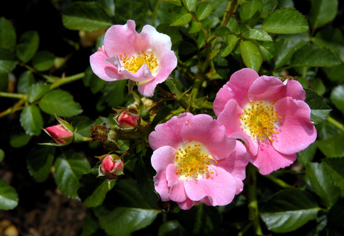 Шиповник   https://vk.cc/cbShjC