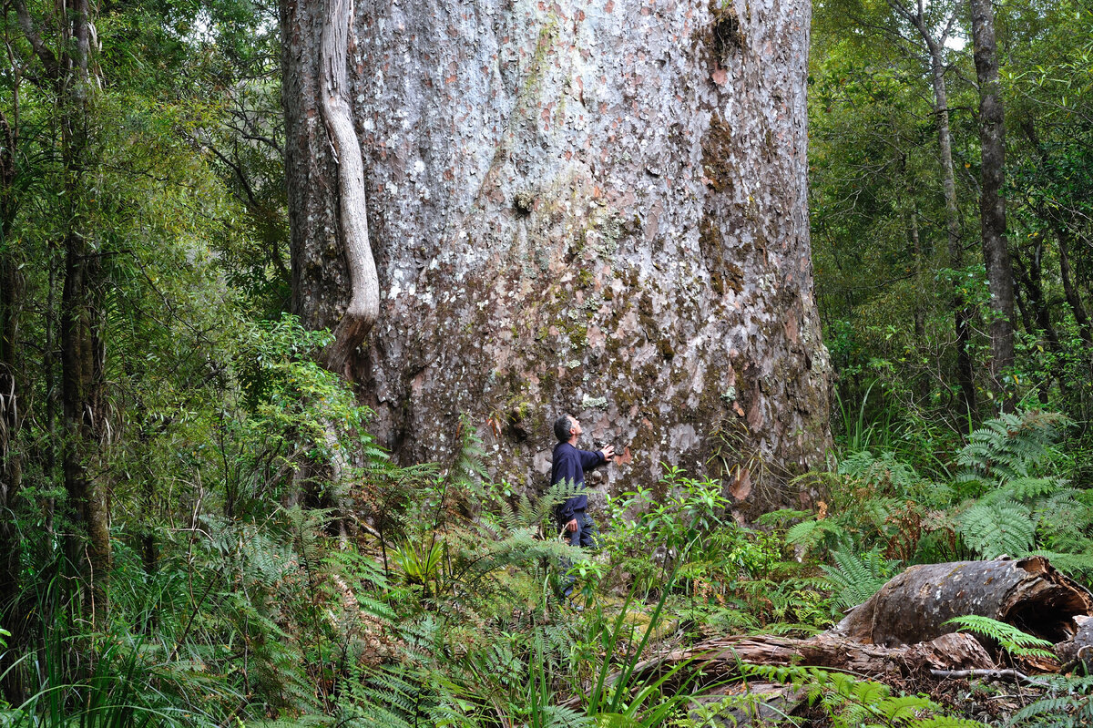 Дерево каури и человек у подножия - для понимания масштаба. Фото: из открытых Интернет-источников