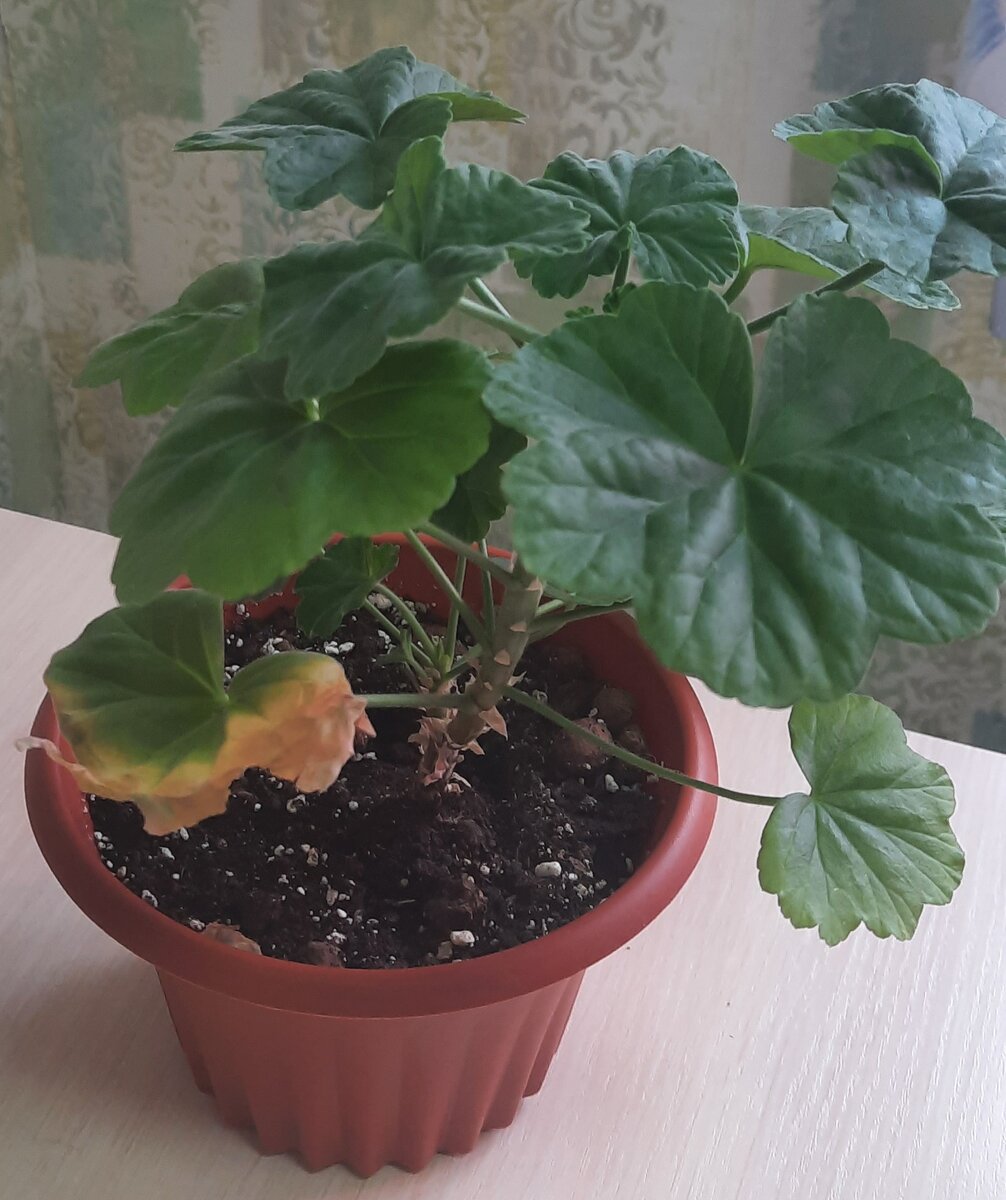 Моя пеларгоша