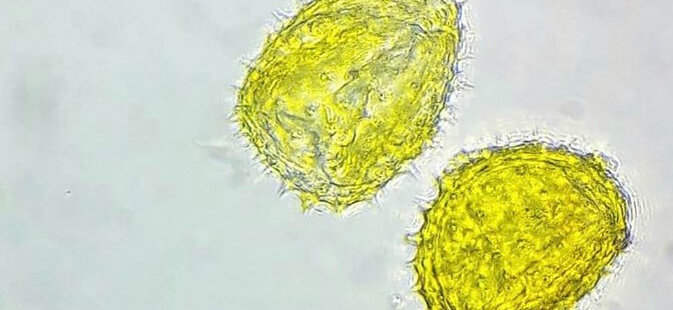 Пыльцовое зерно