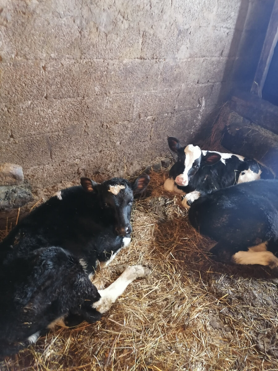 Продолжение заметок о малой родине. Чувашская республика, деревня ...