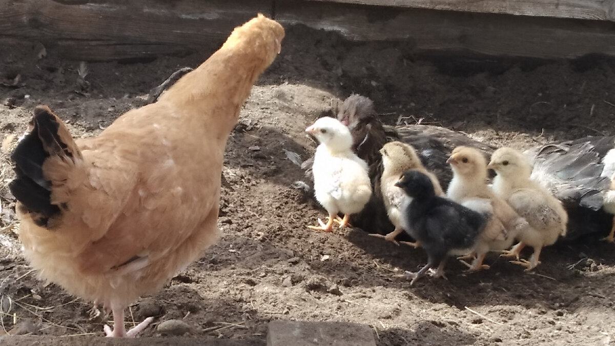 Любопытство