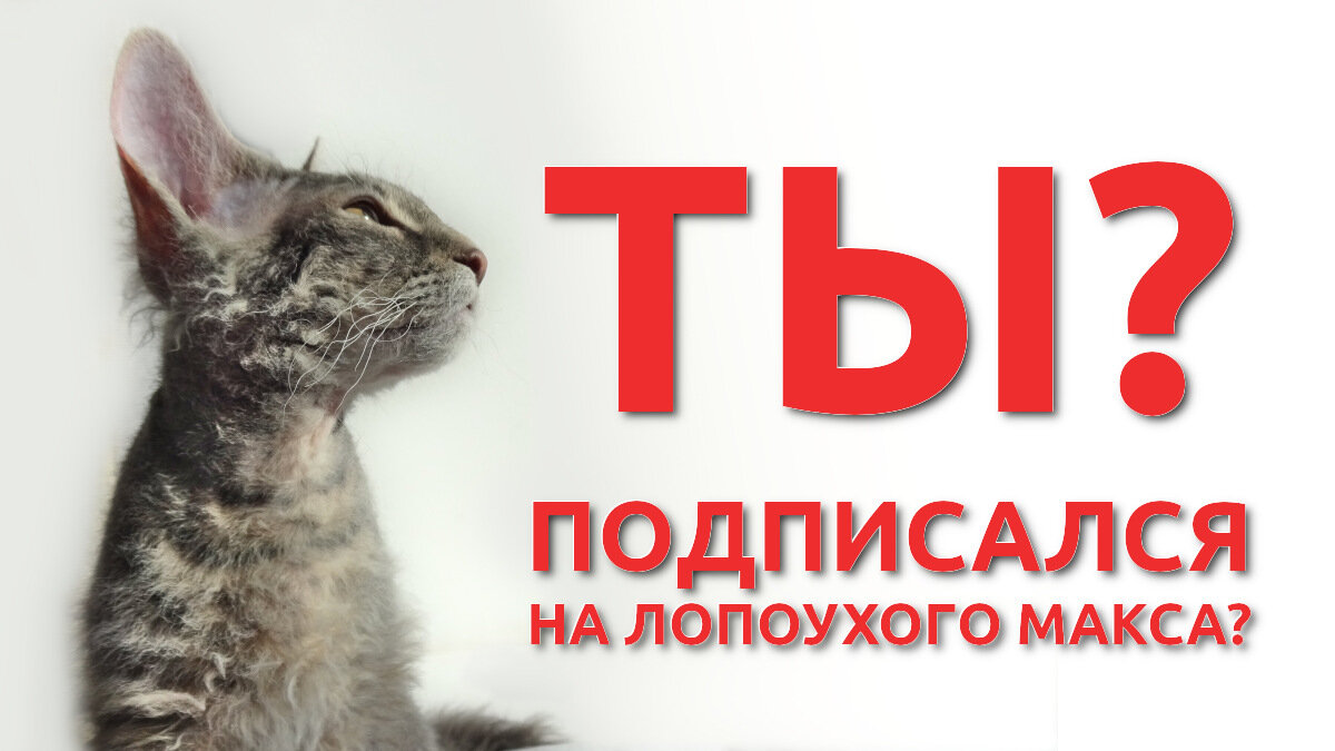 Ты подписался на Лопоухого Макскса?
