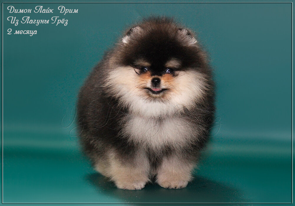 Димон Лайк Дрим Из Лагуны Грёз