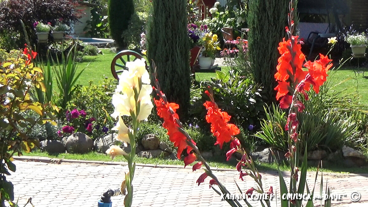 Гладиолусы - великолепное украшение любого сада! А современные сорта гладиолусов поражают своими разнообразием.-1-2