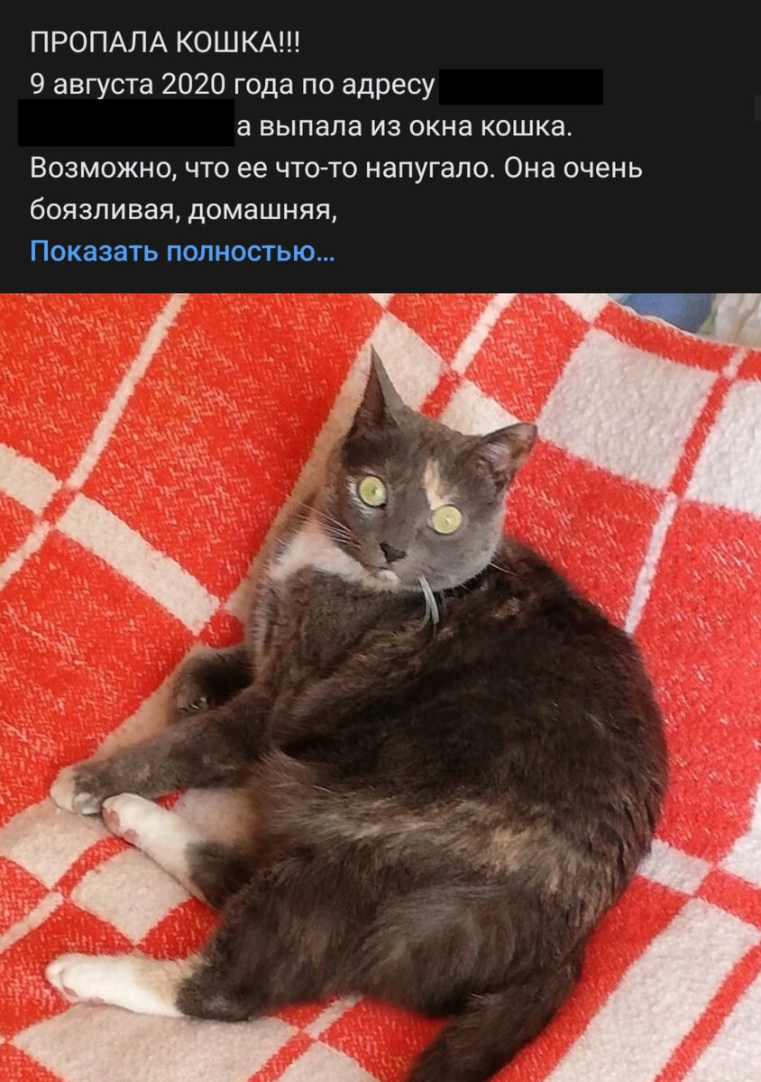Это старые объявления, в этом году нам уже не раз писали о потерявшихся кошках, но что именно из окна выпали не писали