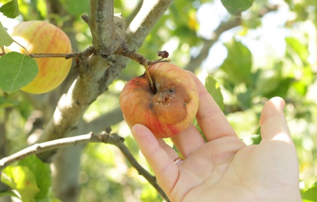 Причины гниения яблок на деревьях