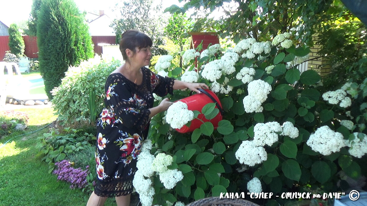 Органическими подкормками сложно "перекормить", поэтому я кормлю свои растения с весны до конца лета, а порой и осенью.