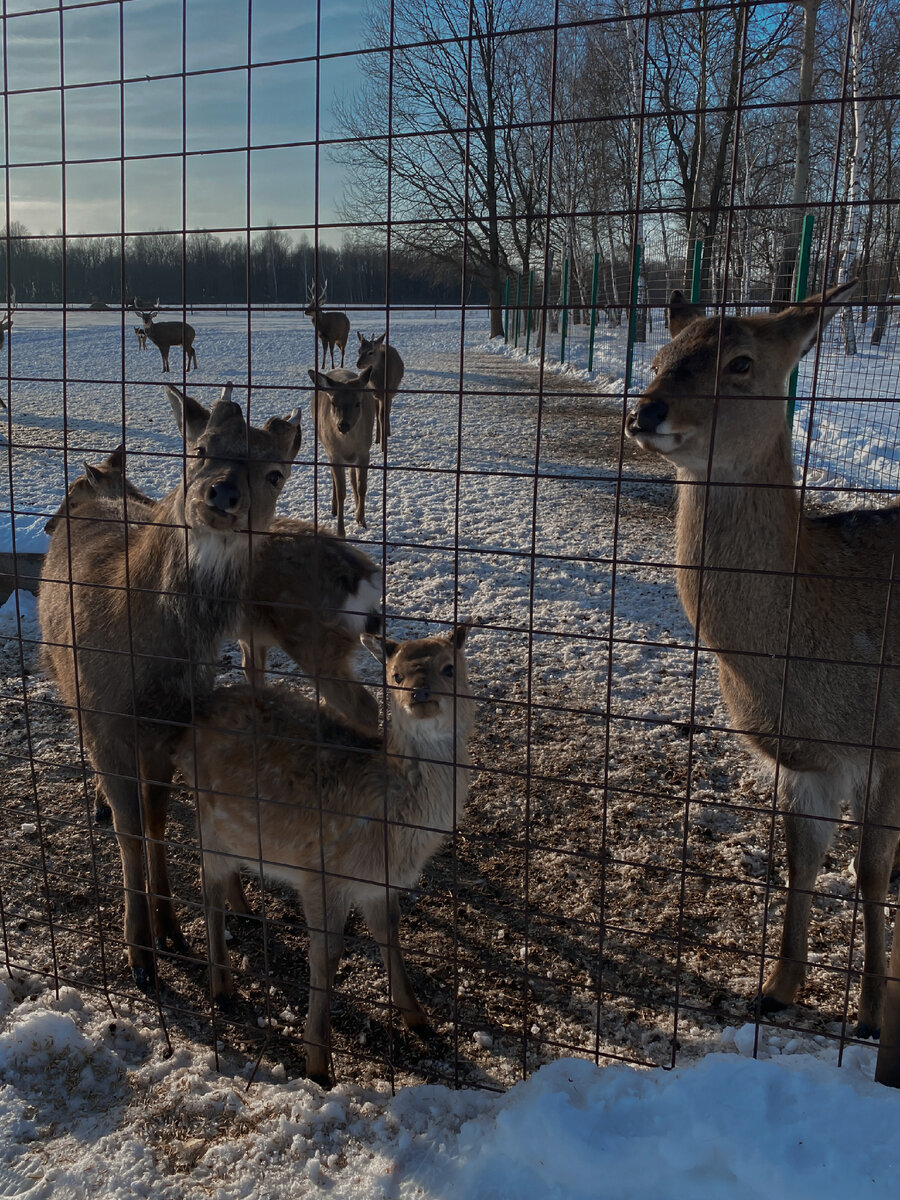 Пятнистые олени ждут морковку