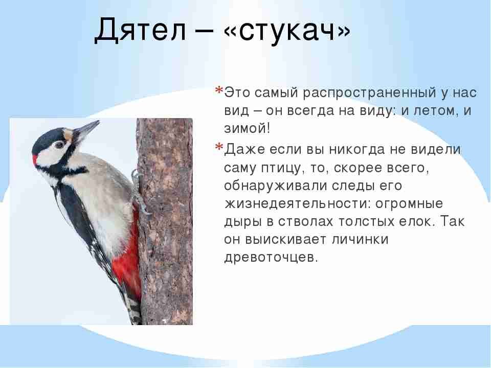 Проект про дятла