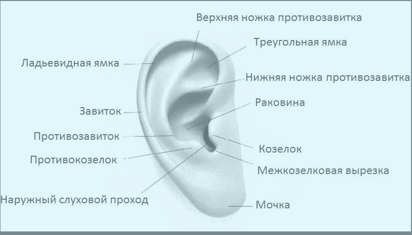 Про отопластику - Блог проекта OMORFIA