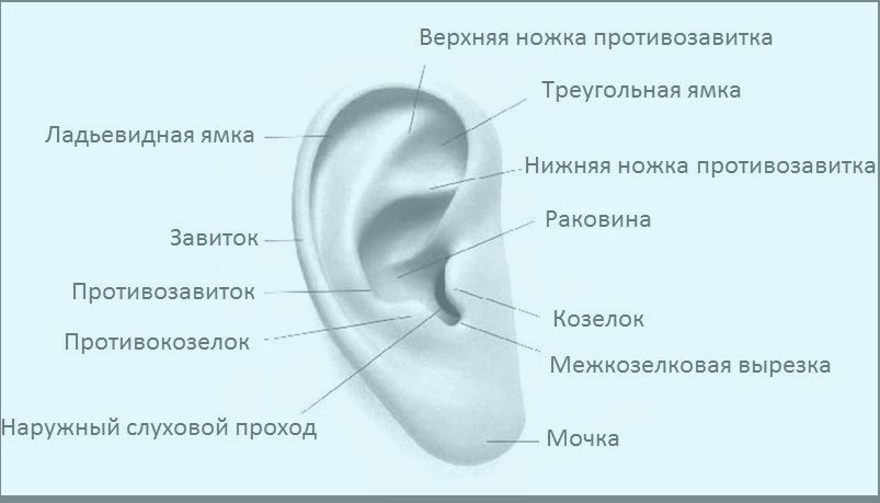 Меатотомия (рассечение наружного отверстия уретры) в клинике УРО-ПРО в Краснодаре