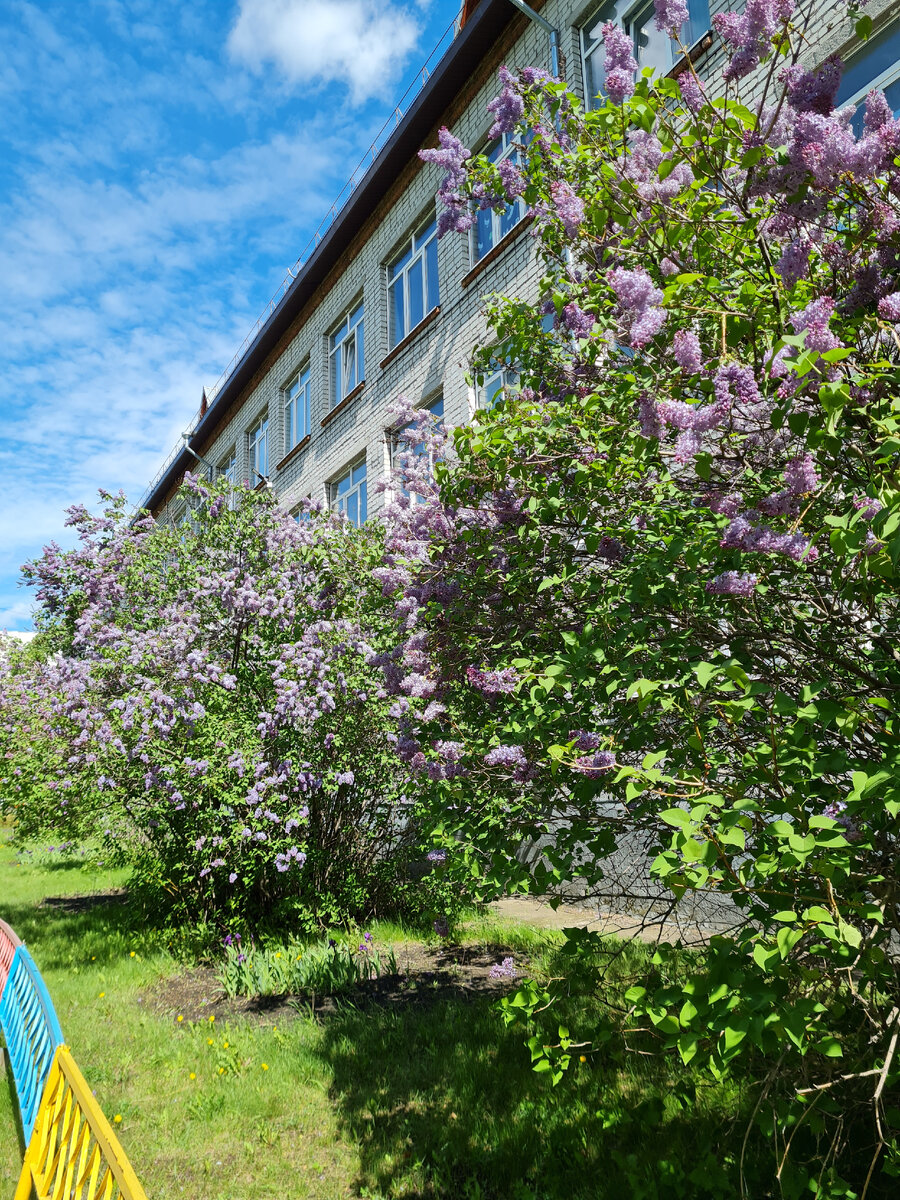 Чем радует школа, так это невероятным ароматом сирени 