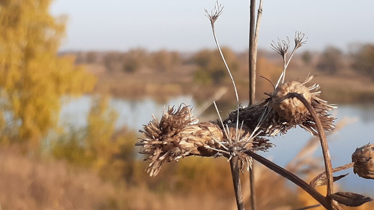 Погода в гагарино тюменской. Верблюжья колючка. Чертополох. Колючка дурнишник. Чертополох колючий семена. Чертополох сизый.