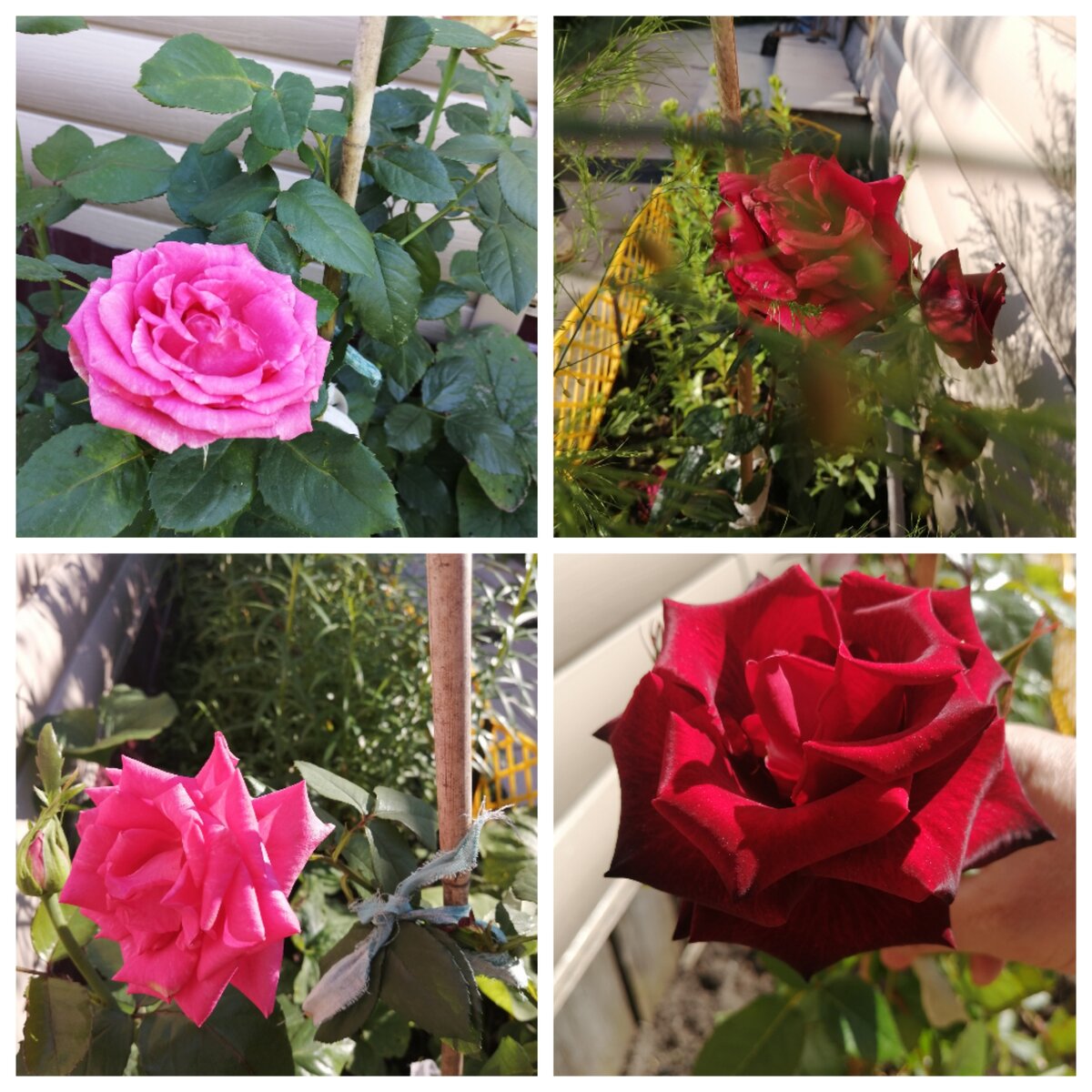 Мои красавицы. 