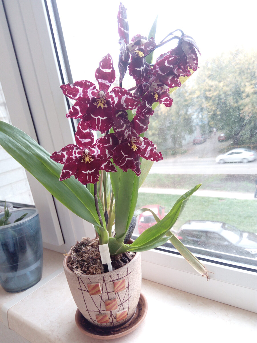 Растёт в глиняном горшке, неплохо себя чувствует. Поливаю не часто. Собственно все орхидеи поливаю нечасто