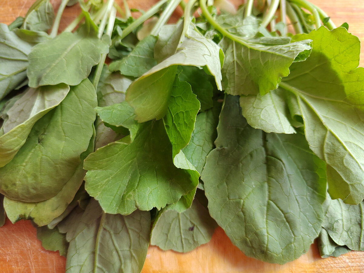 Как приготовить ботву редиски