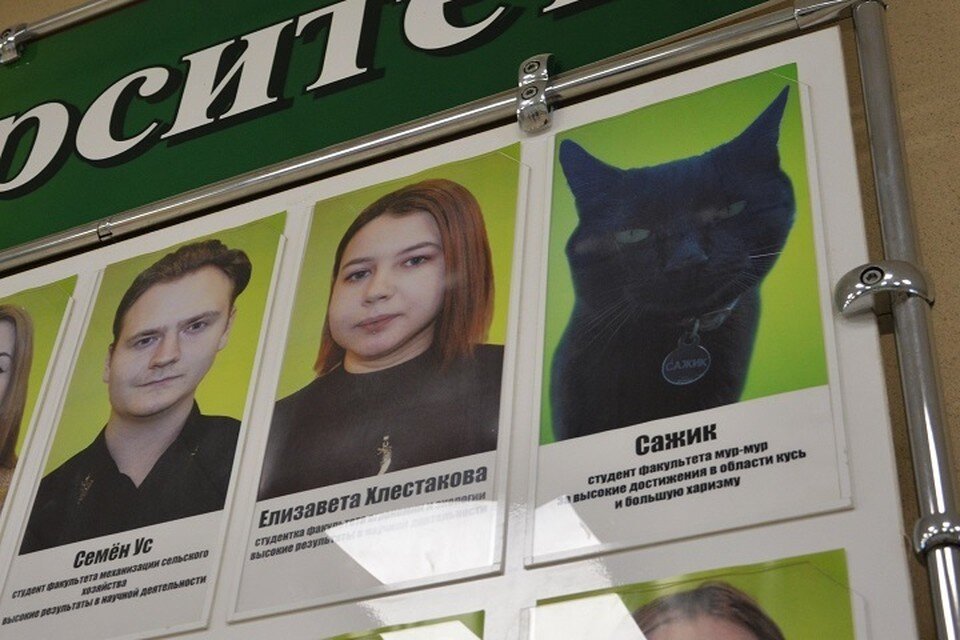     Кроме академических достижений за спиной кота многолетний опыт работы котоняней Источник: Vk/@dalgau_official  Социальные сети