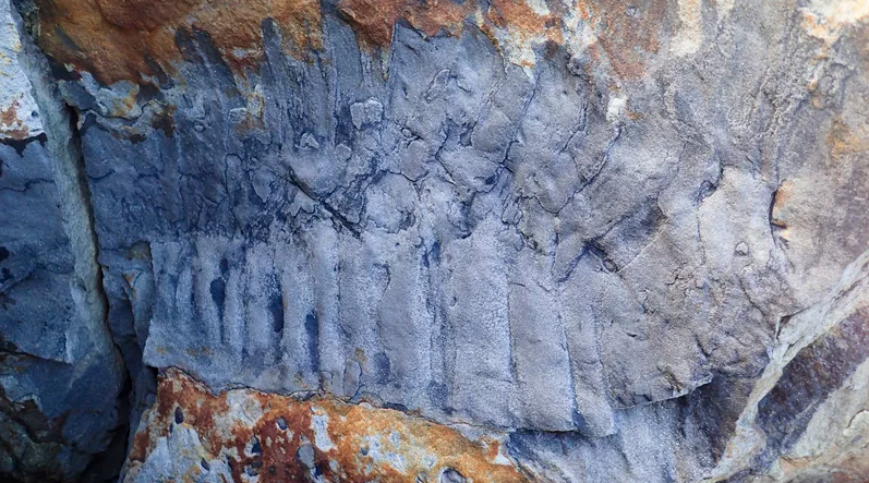Окаменелая часть гигантской многоножки Arthropleura. Фото: Нил Дэвис