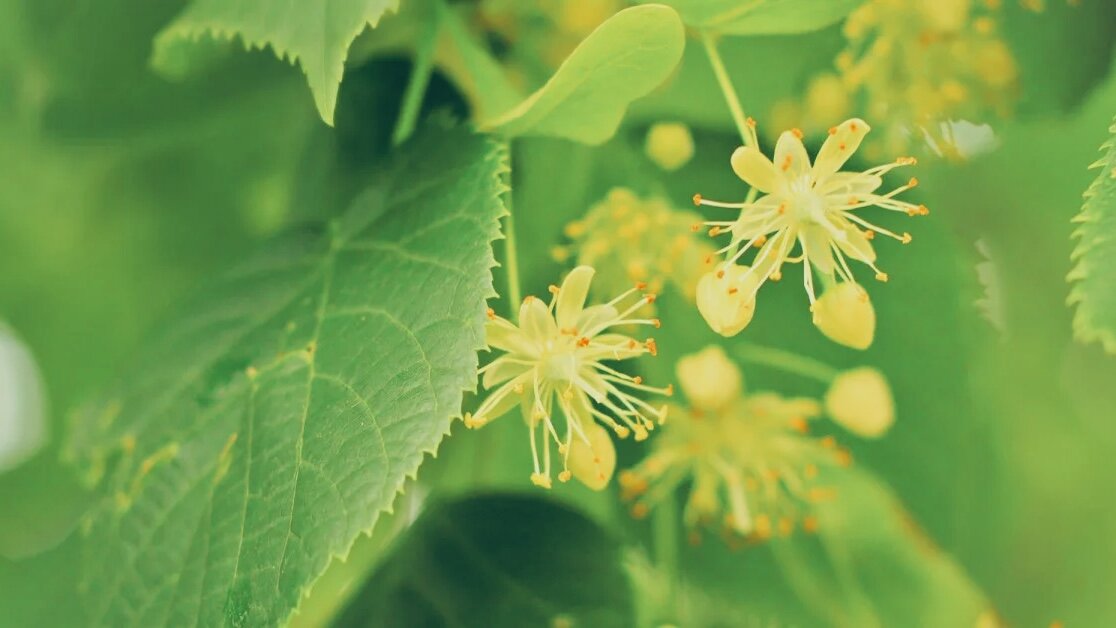 Яндекс Картинки