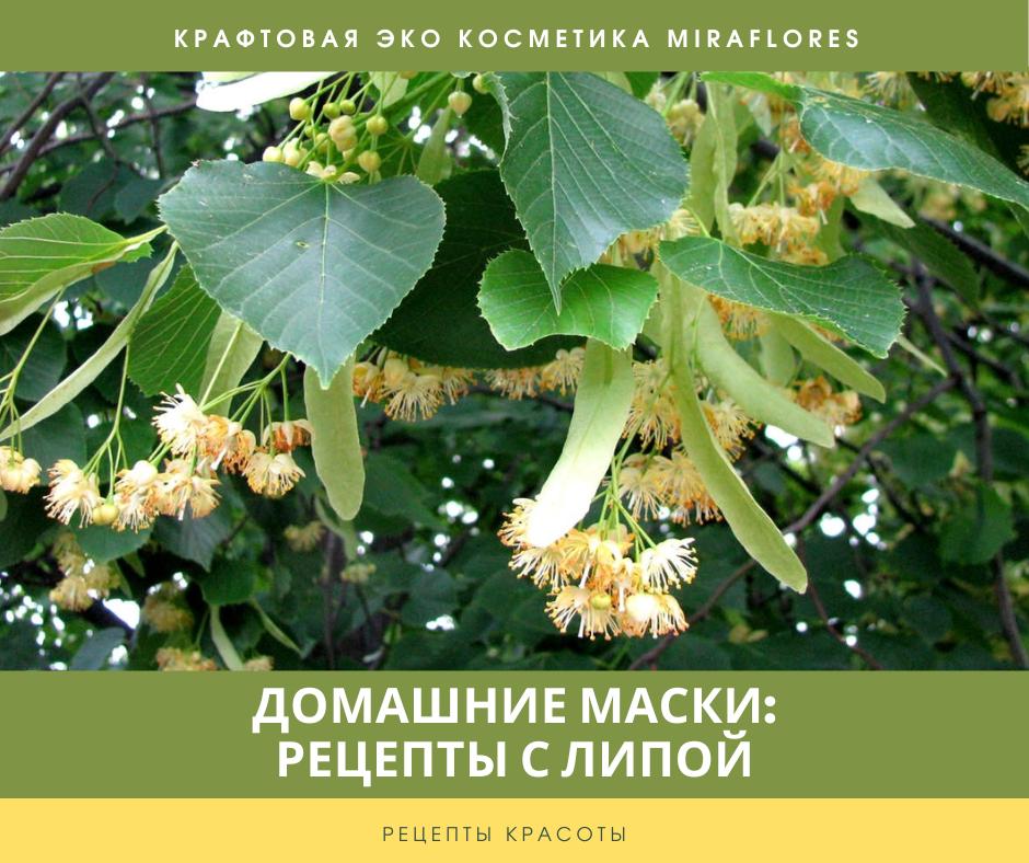 Зацветут липы заработают. Июльская липа. Липа серебристая. Липа войлочная. Липа домашняя.