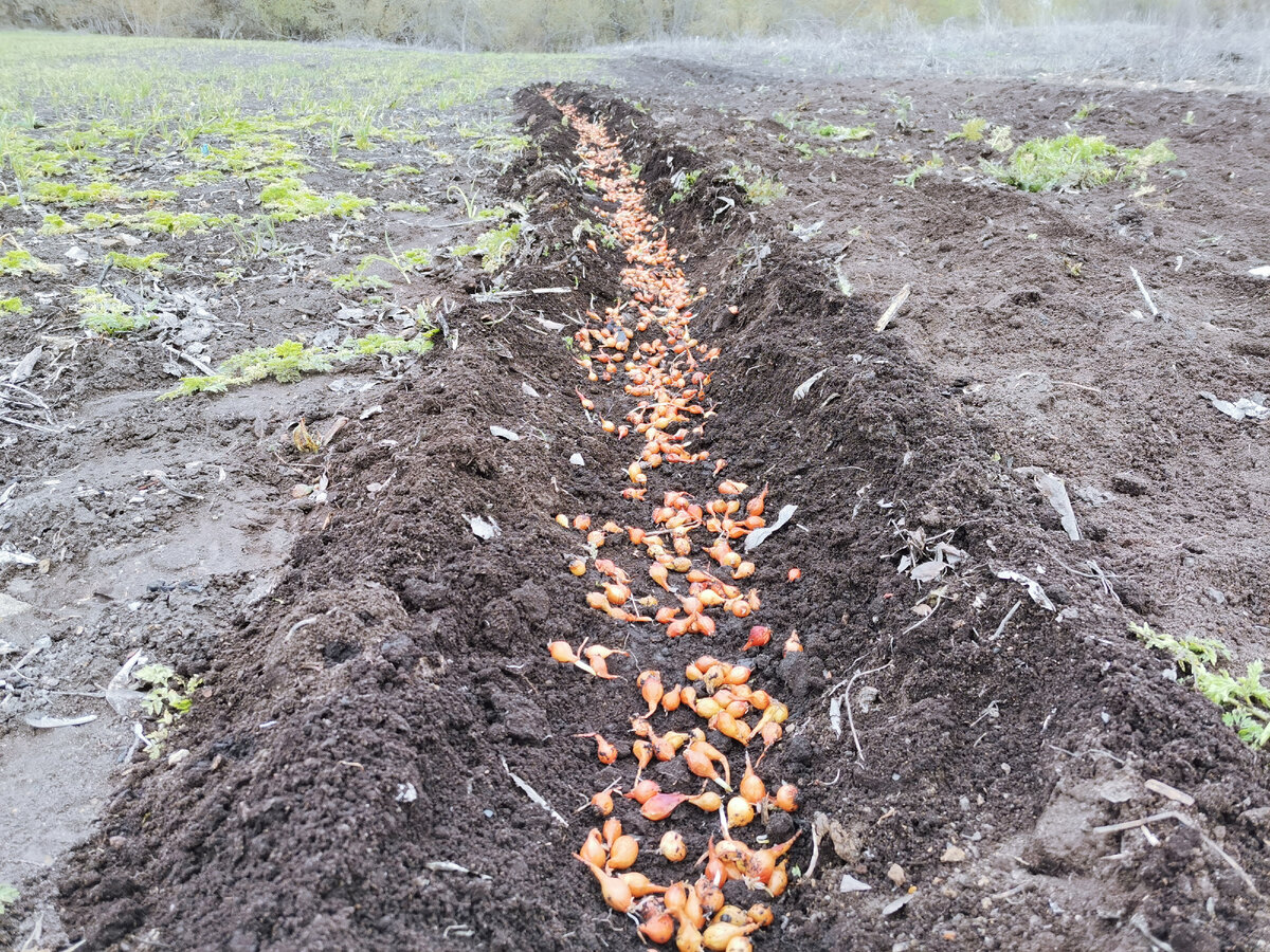 Способ посадки применённый мной после долгого изучения видеороликов в интернете