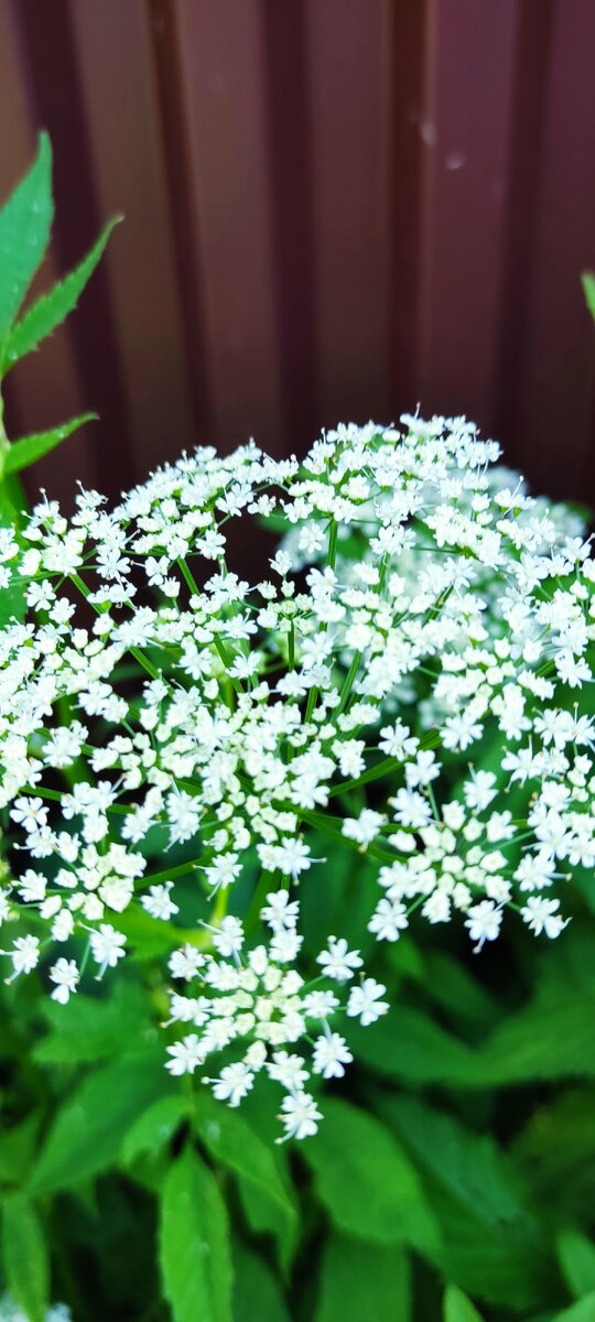 Сорняки могут быть и красивыми... 