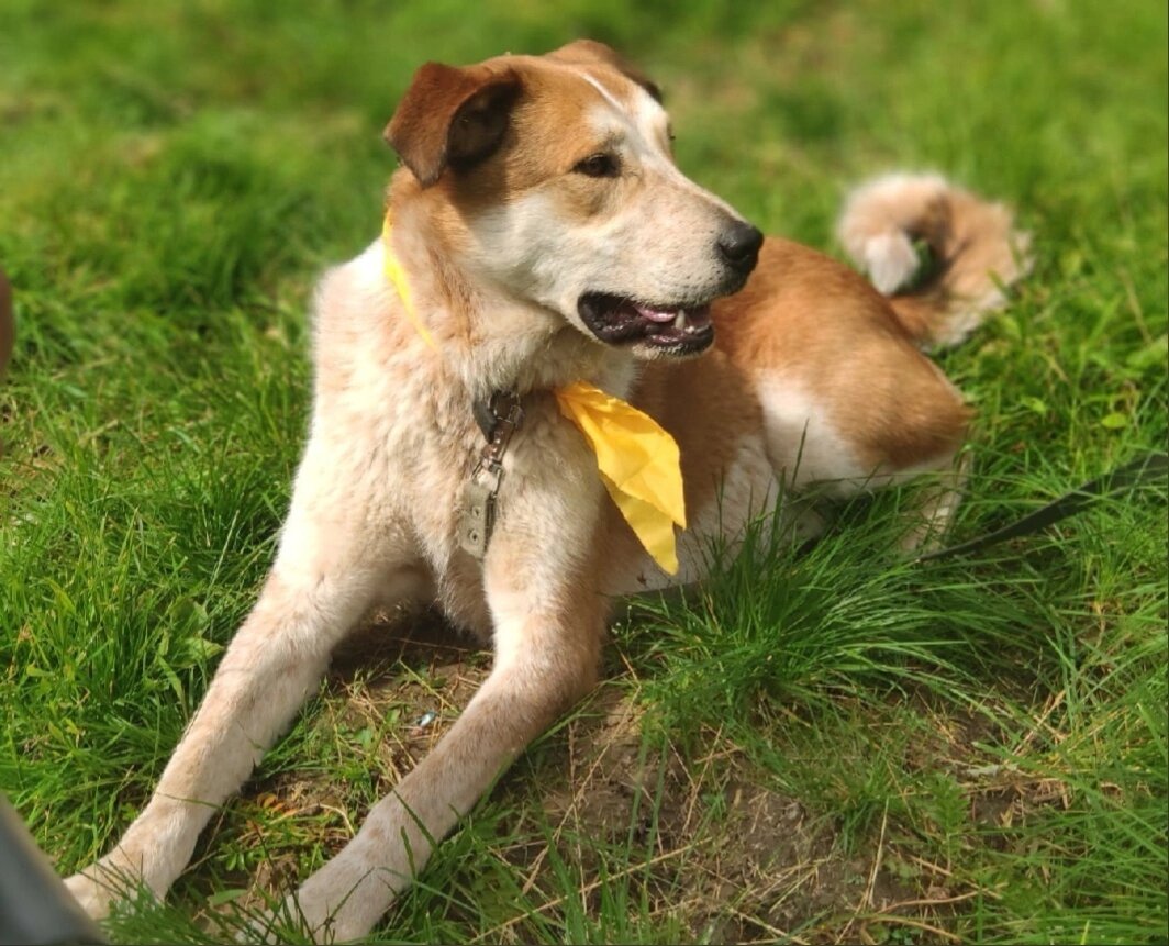 Золотоносный Оскар.