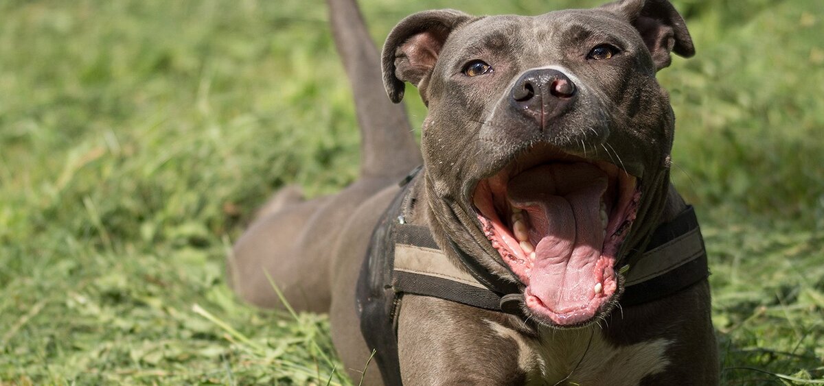 Американский стаффордширский терьер — мускулистая и коренастая собака с весьма уравновешенной психикой. В прошлом в США использовались в собачьих боях и травли на животных. В настоящее время они собаки-компаньоны без излишней агрессии. Тем не менее в некоторых странах, разведение этой породы контролируется и считается опасной.