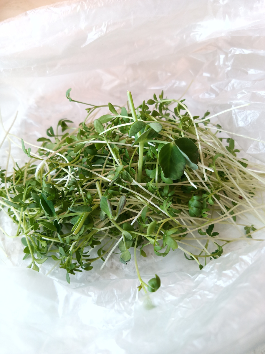 Первый урожай микрозелени