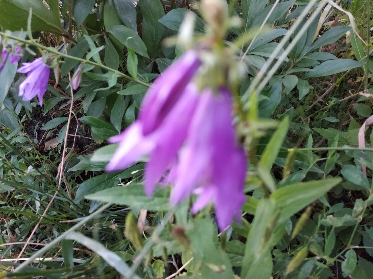 Хорошего лета! Фото автора