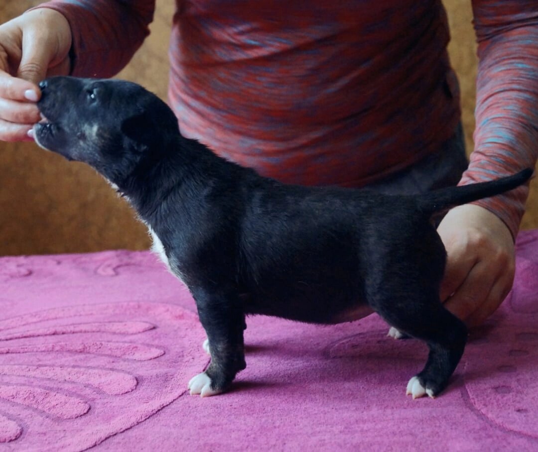 ДорЮдсол Церемония.