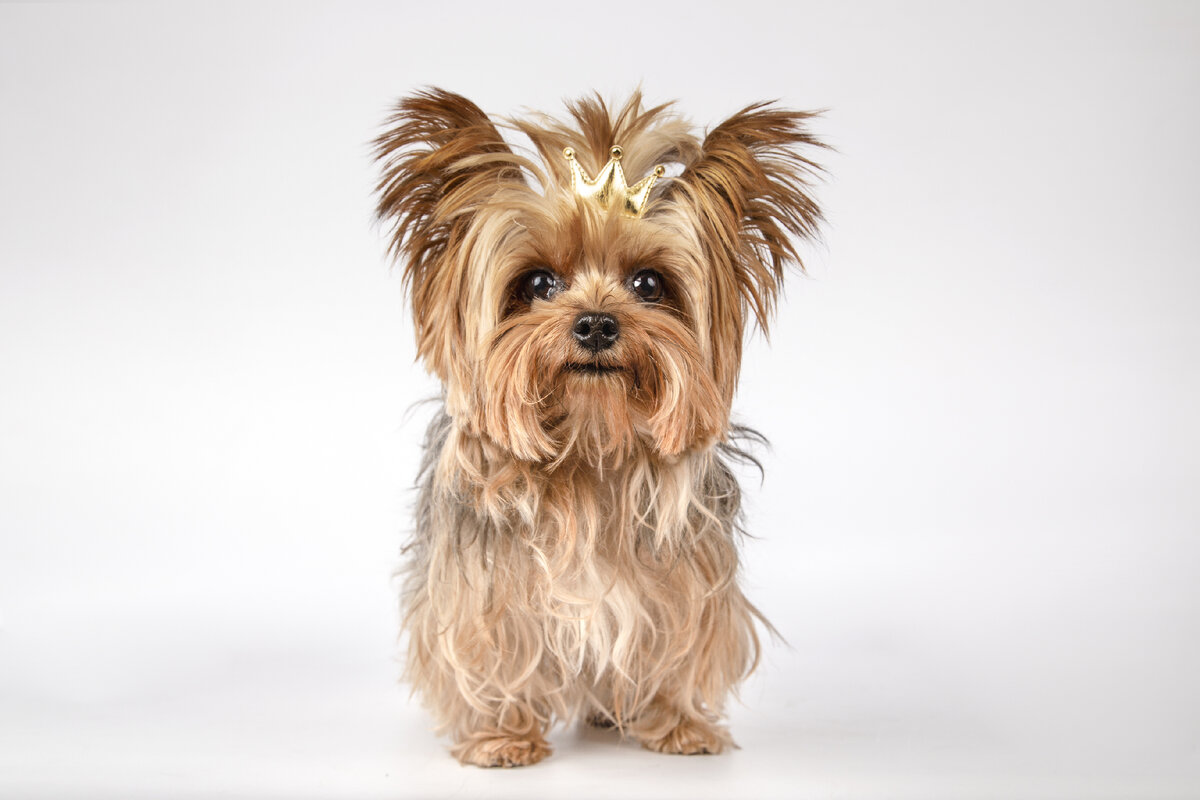 Фото взято отсюда: https://ru.freepik.com/free-photo/closeup-shot-of-an-adorable-yorkshire-terrier-with-a-golden-crown-isolated-on-white-surface_15695666.htm#page=2&query=маленькая%20собака&position=24&from_view=search