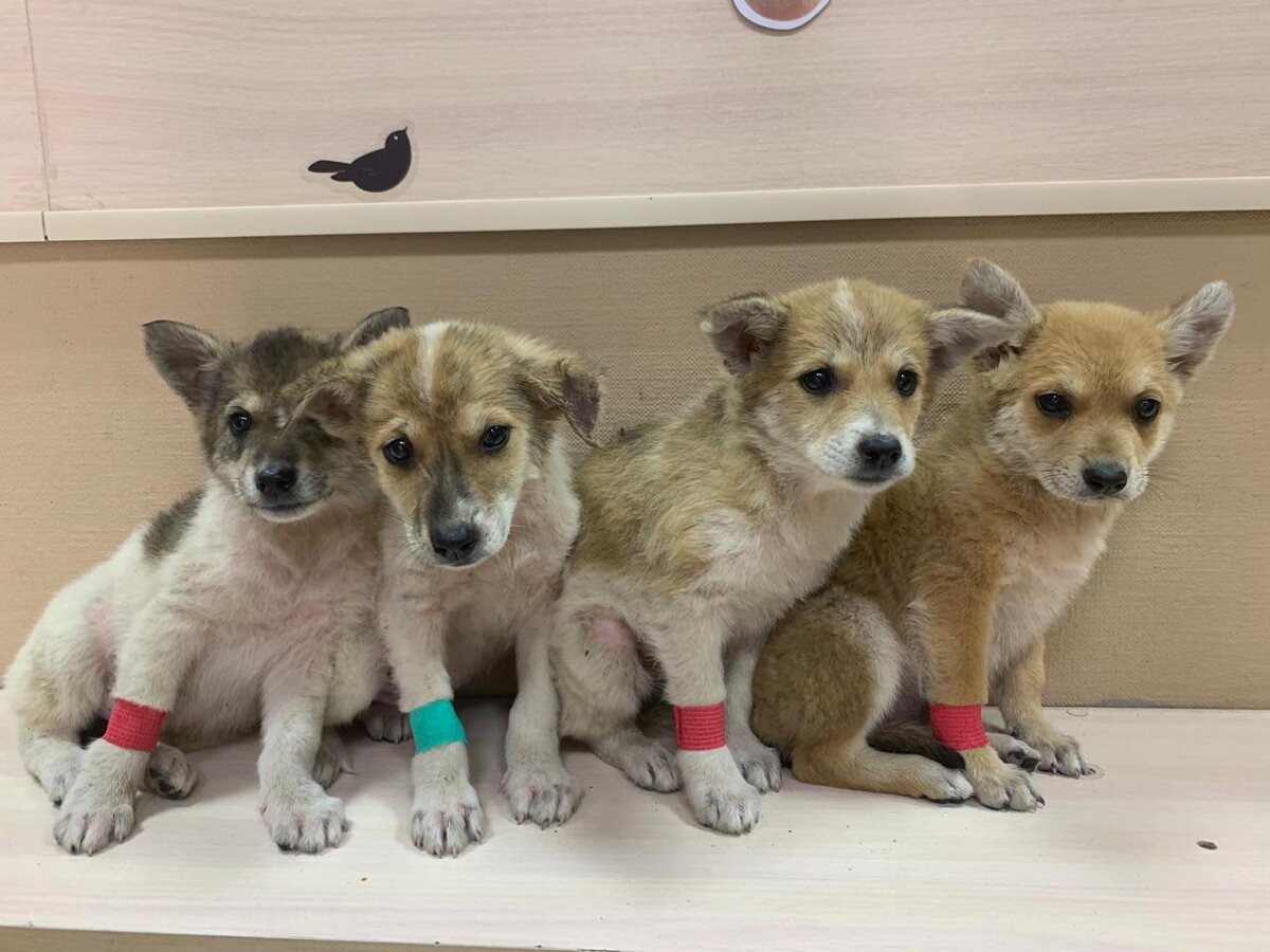 Марта, Томас, Рыська и Шерри