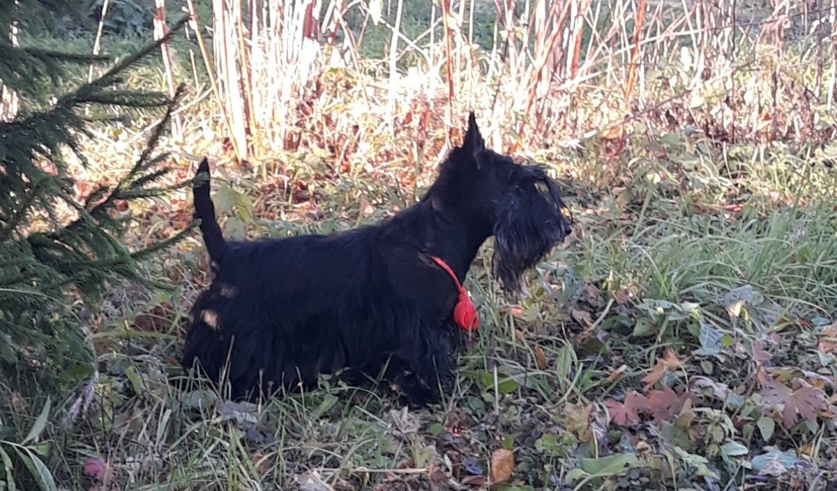 Звезда Млечный Январская Вьюга