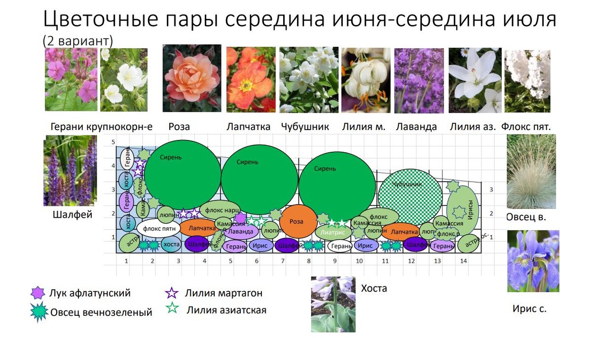 10 лучших растений для школы – озеленяем классы с умом | Полезно (fabrikamebeli62.ru)