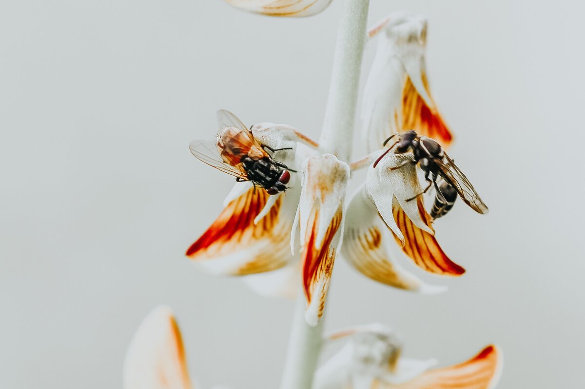     Простые способы избавиться от мух в доме