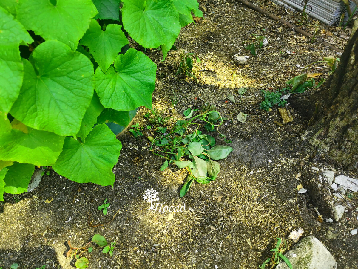 Злостный сорняк в очередной раз загнулся, а растущий рядом огурец не пострадал.