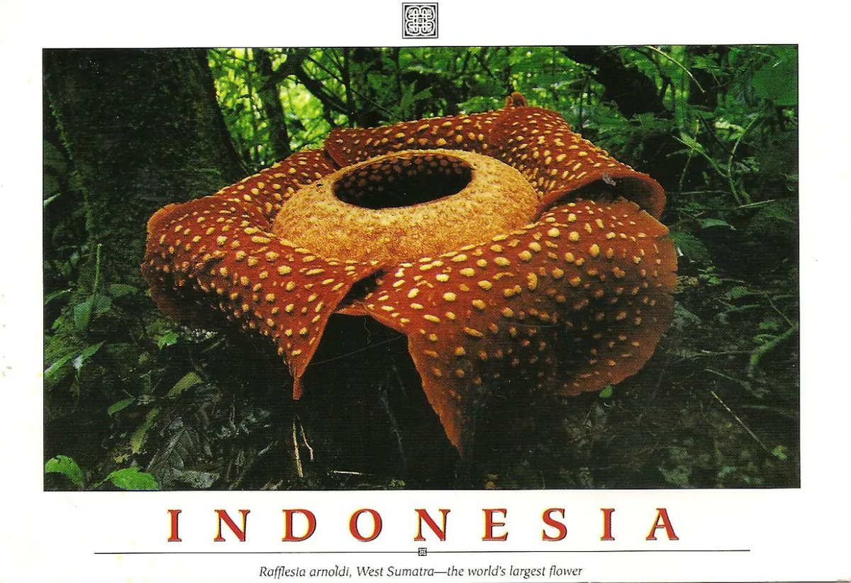         (Rafflesia)    (Rafflesiaceae)     (Malpighiales).