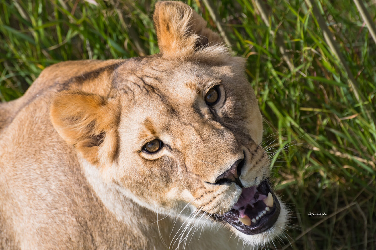 Львица в ожидании курочки от посетителей