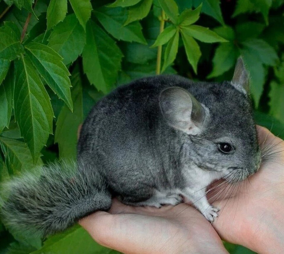     Пушистый комочек может быть очень требовательным в уходе. Прежде чем брать ответственность за его жизнь, все тщательно обдумайте Фото: vk.com/azj_izhevsk