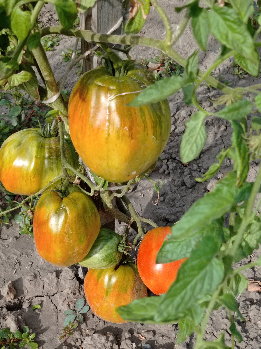 Древнее сердце из Акви Терме крупноплодный сердцевидный сорт. 
