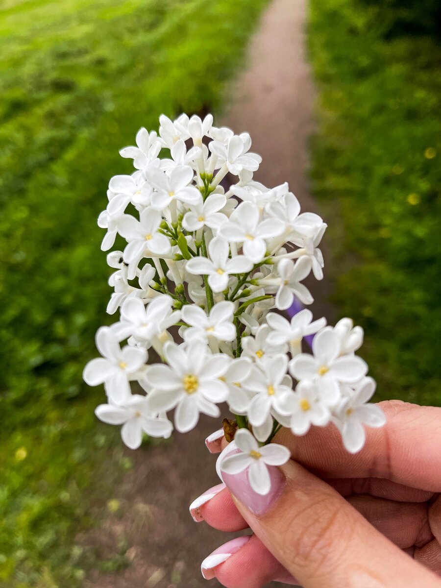 Сирень-мутант, которая была предвестником жуткого ротовируса. 
