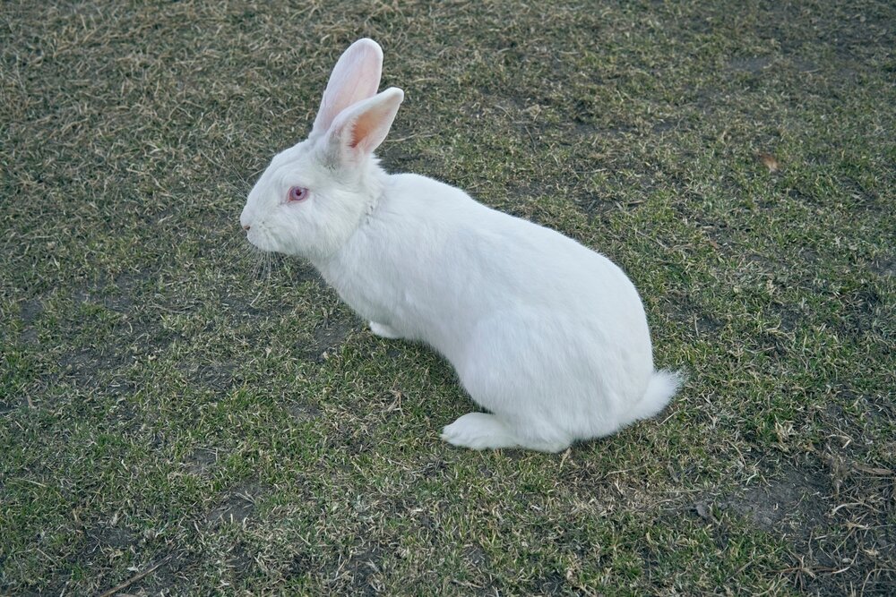 Самые известные породы кроликов для разведения в ЛПХ