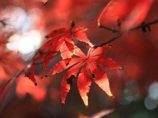     ФОТО: UNSPLASH.COM